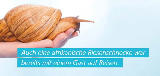 Bild einer Riesenschnecke