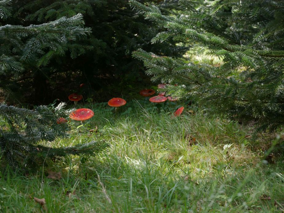 Buchenhof im Schwarzwald