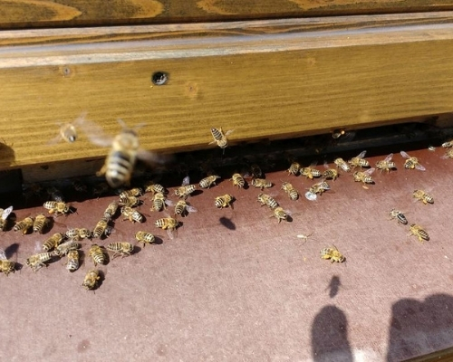 außergewöhnliche Unterkünfte - Bienenwagen